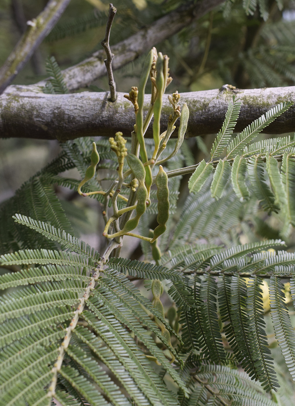 Изображение особи Acacia mearnsii.