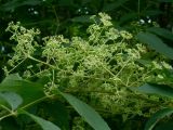 Aralia elata