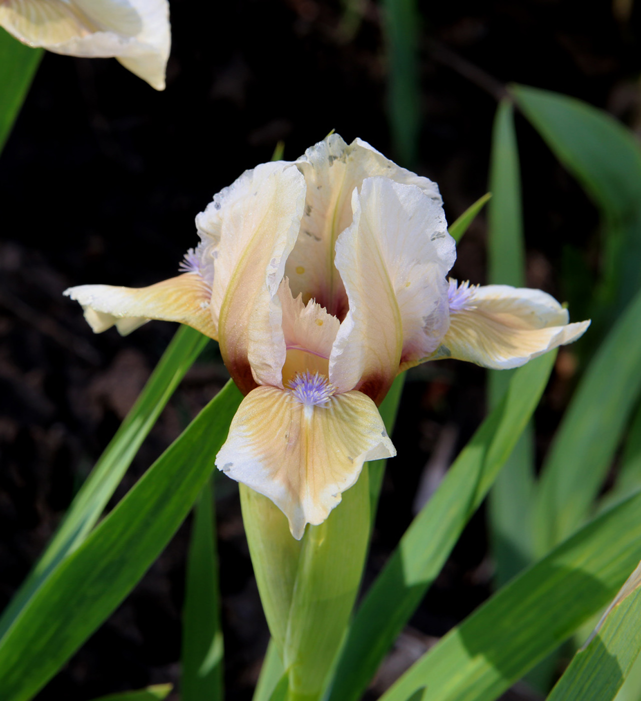 Изображение особи Iris &times; hybrida.