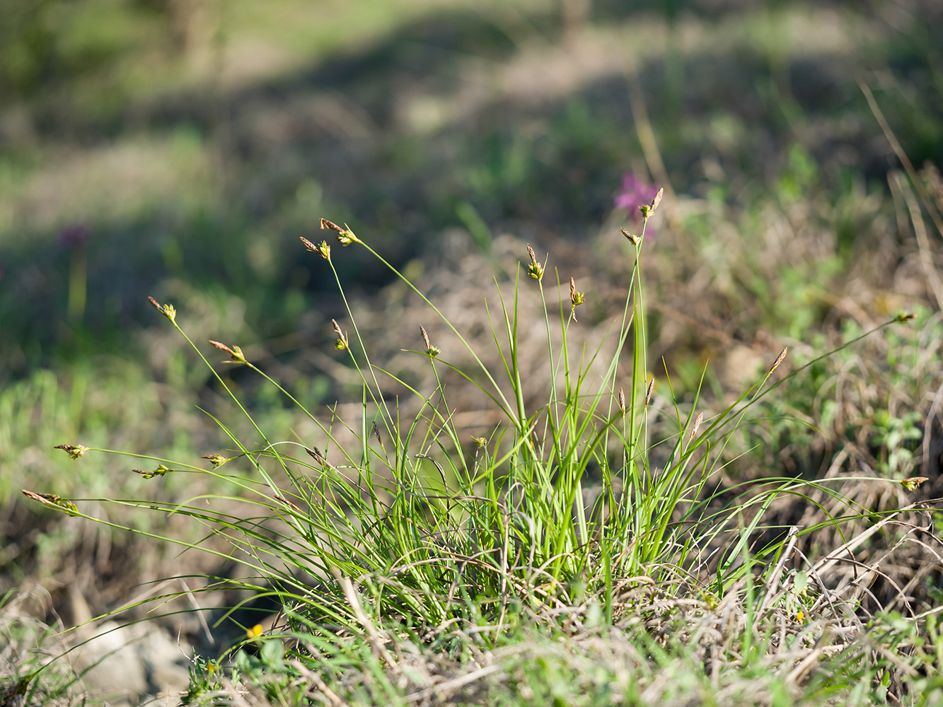 Image of Carex halleriana specimen.