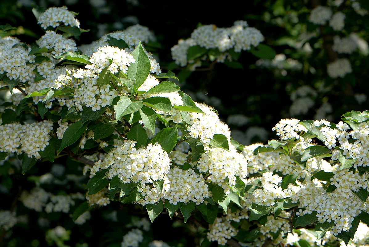 Image of Photinia villosa specimen.