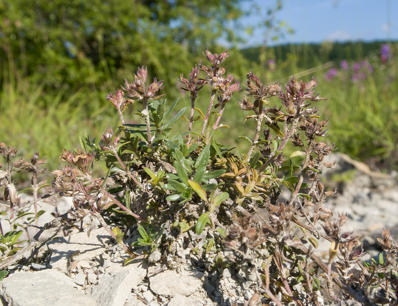 Image of Thymus sessilifolius specimen.