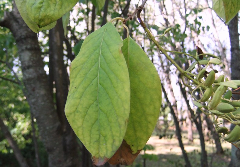 Image of Syringa amurensis specimen.