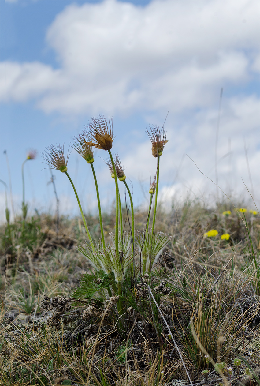 Image of Pulsatilla uralensis specimen.