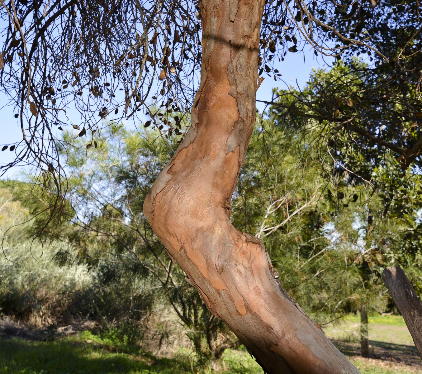 Image of genus Eucalyptus specimen.