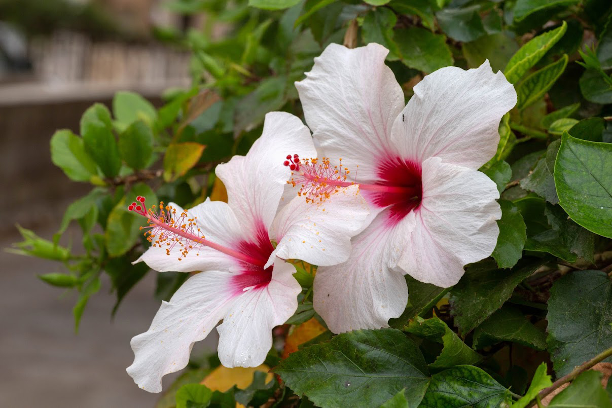 Изображение особи Hibiscus rosa-sinensis.