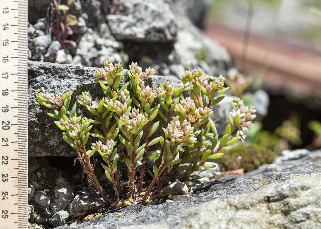 Image of Sedum gracile specimen.