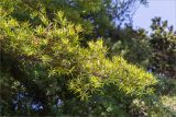 Podocarpus macrophyllus. Ветвь вегетирующего растения. Абхазия, г. Сухум, Сухумский ботанический сад, в культуре. 14.05.2021.