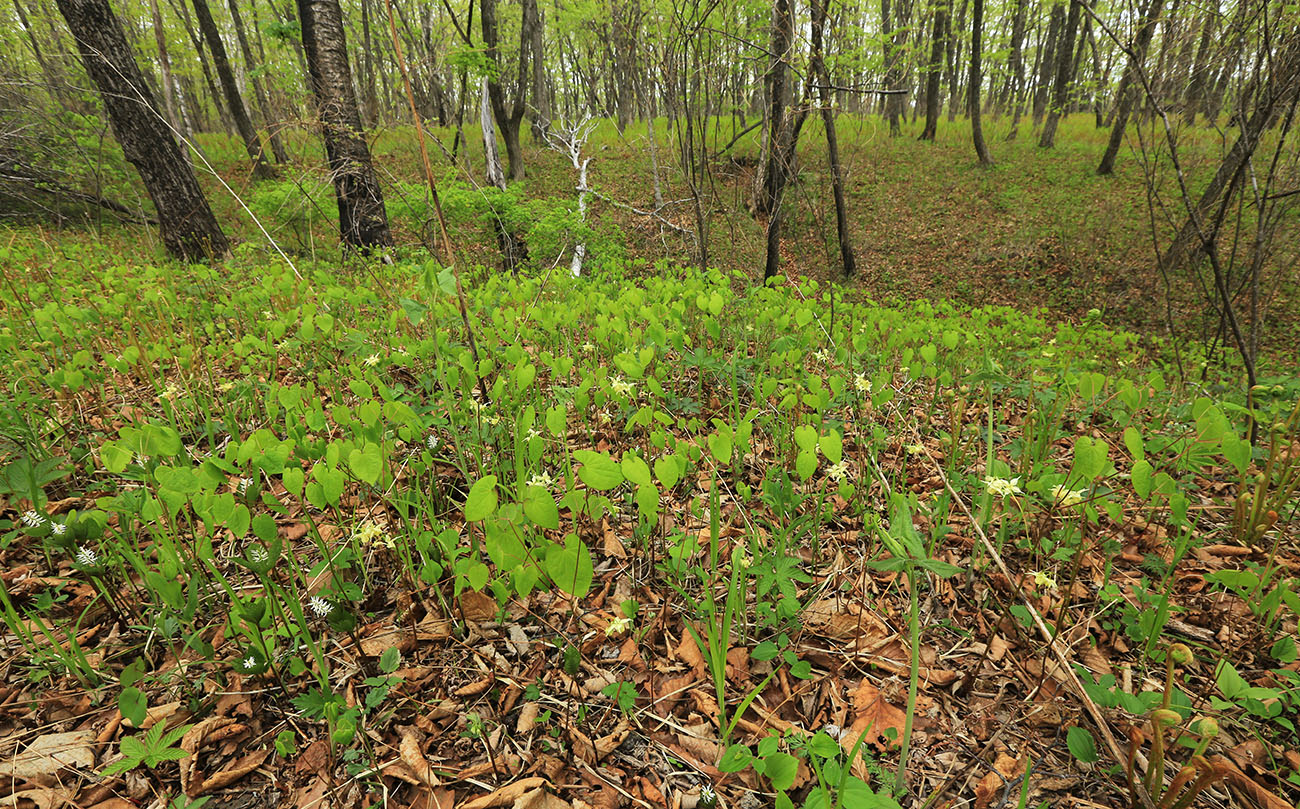 Image of Epimedium koreanum specimen.