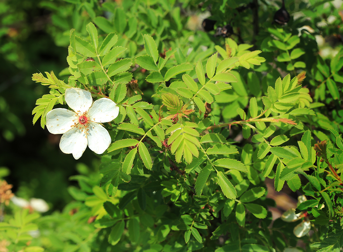 Image of Rosa spinosissima specimen.