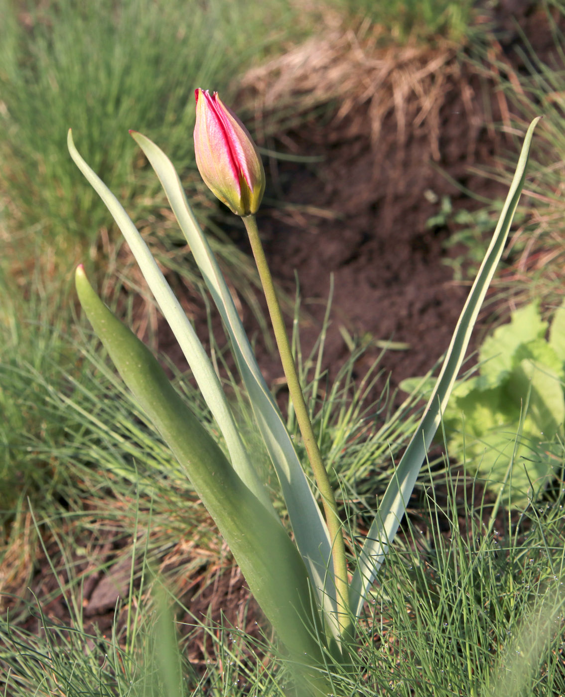 Image of Tulipa humilis specimen.