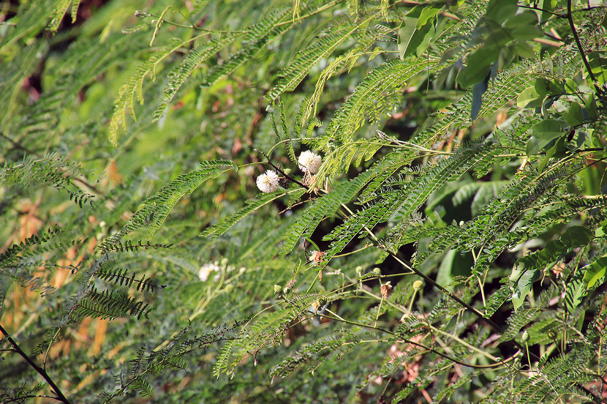 Изображение особи Leucaena leucocephala.