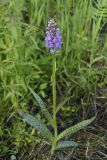 Смотреть изображение Dactylorhiza baltica
