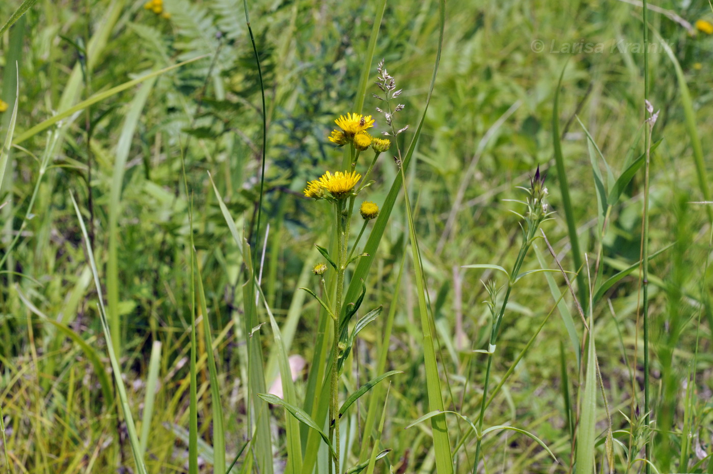 Image of Inula linariifolia specimen.