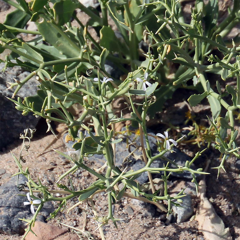 Image of Zilla spinosa specimen.