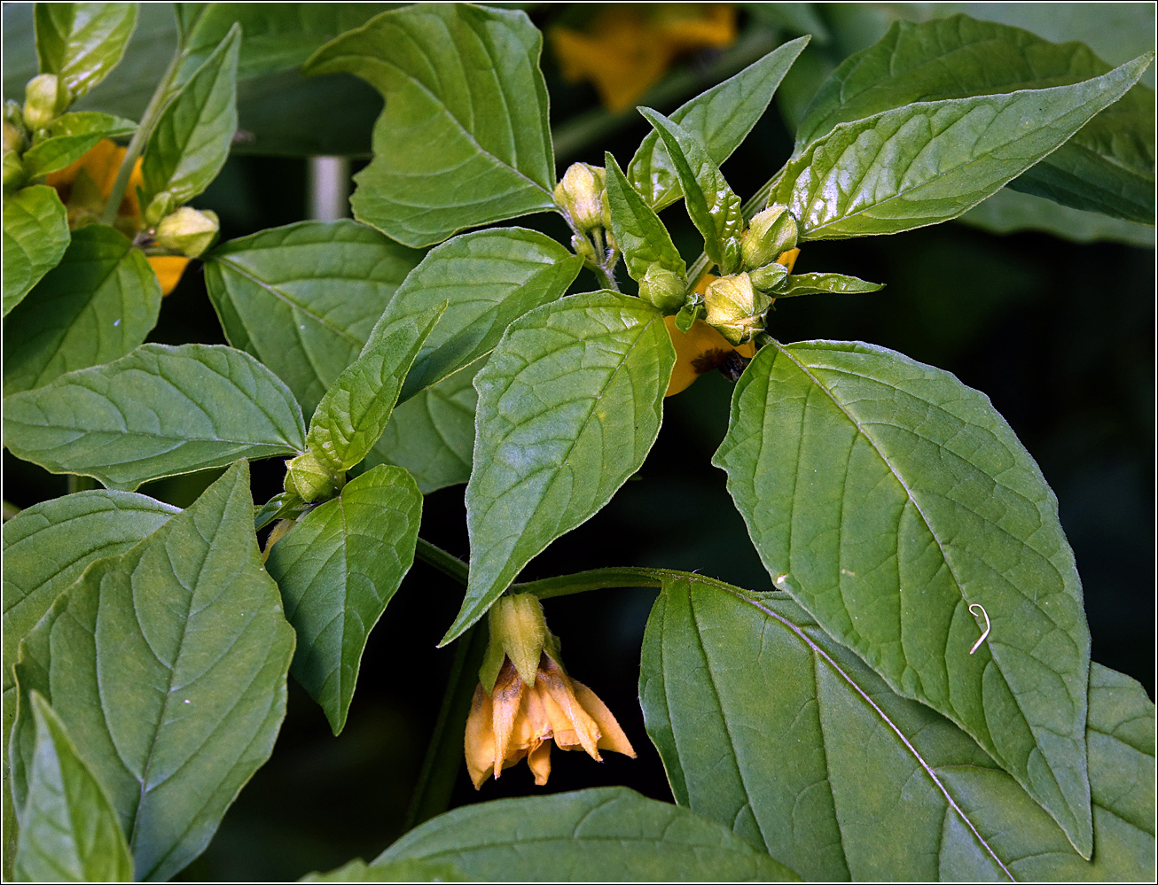 Image of genus Physalis specimen.