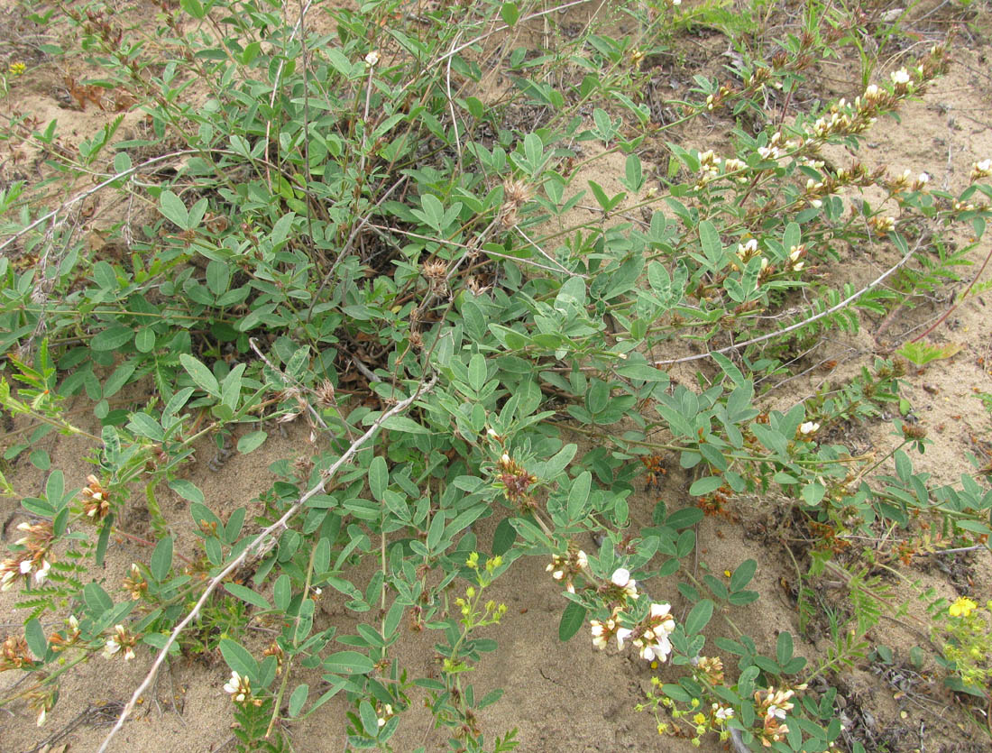 Image of Lespedeza davurica specimen.