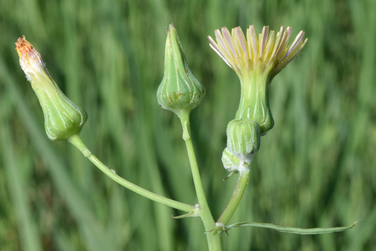 Изображение особи Sonchus oleraceus.