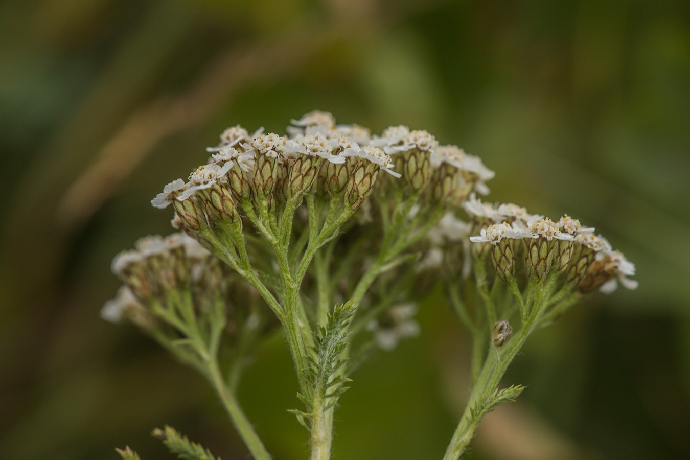 Изображение особи Achillea neilreichii.