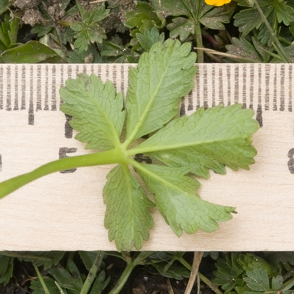 Image of Potentilla ruprechtii specimen.