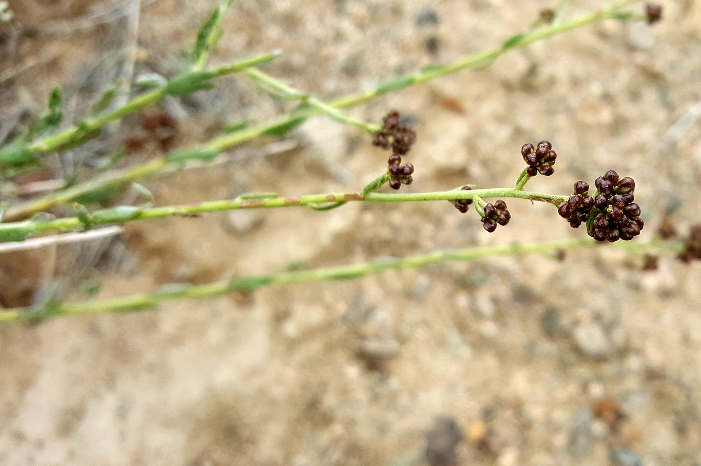 Image of Kaschgaria komarovii specimen.