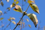 Cornus mas