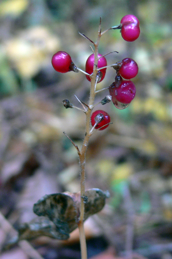 Изображение особи Maianthemum bifolium.