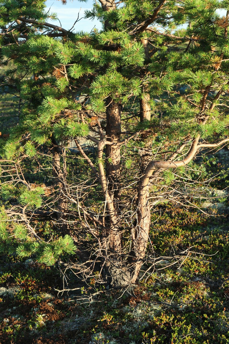 Изображение особи Pinus friesiana.