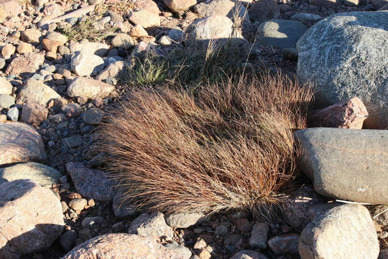 Image of Carex nigra specimen.