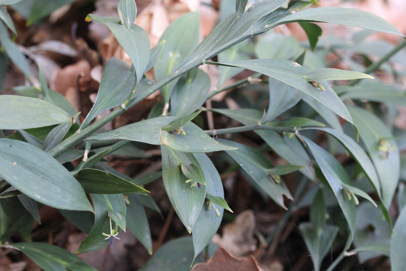 Изображение особи Ruscus hypoglossum.