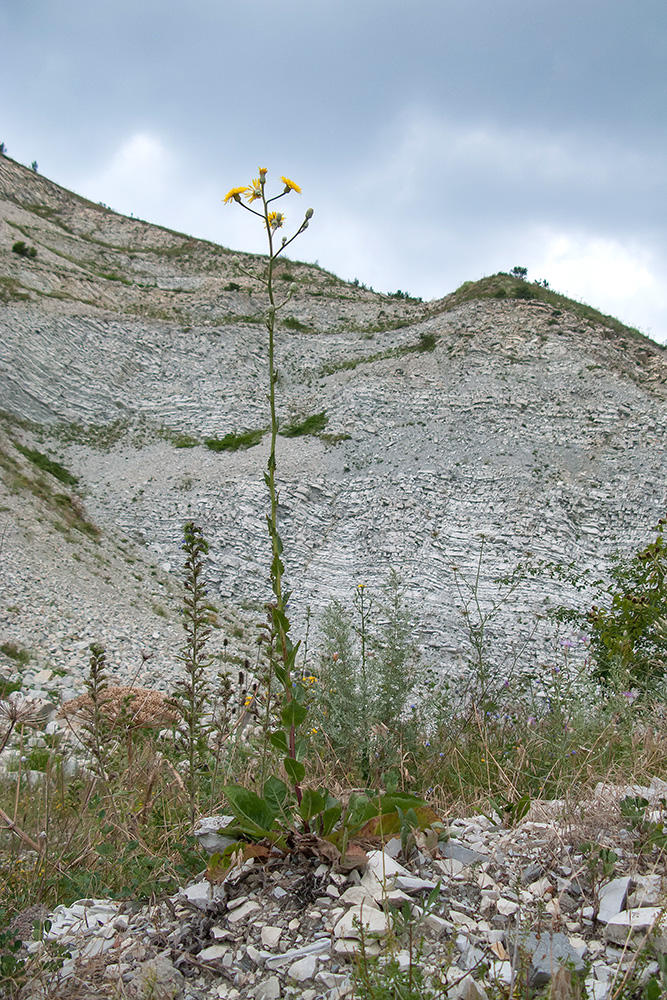 Изображение особи Crepis pannonica.