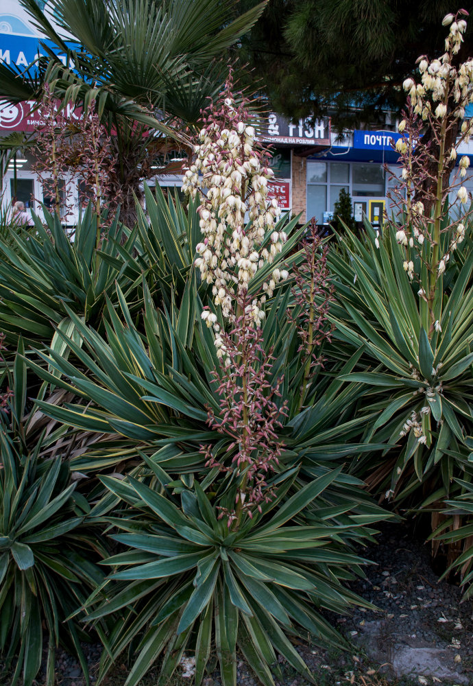 Изображение особи Yucca aloifolia.