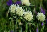 Trifolium trichocephalum. Верхушки побегов с соцветиями. Армения, обл. Арагацотн, гора Арагац, ущелье р. Аркашен, крепость Амберд, ≈ 2300 м н.у.м., луговой склон. 20.06.2022.