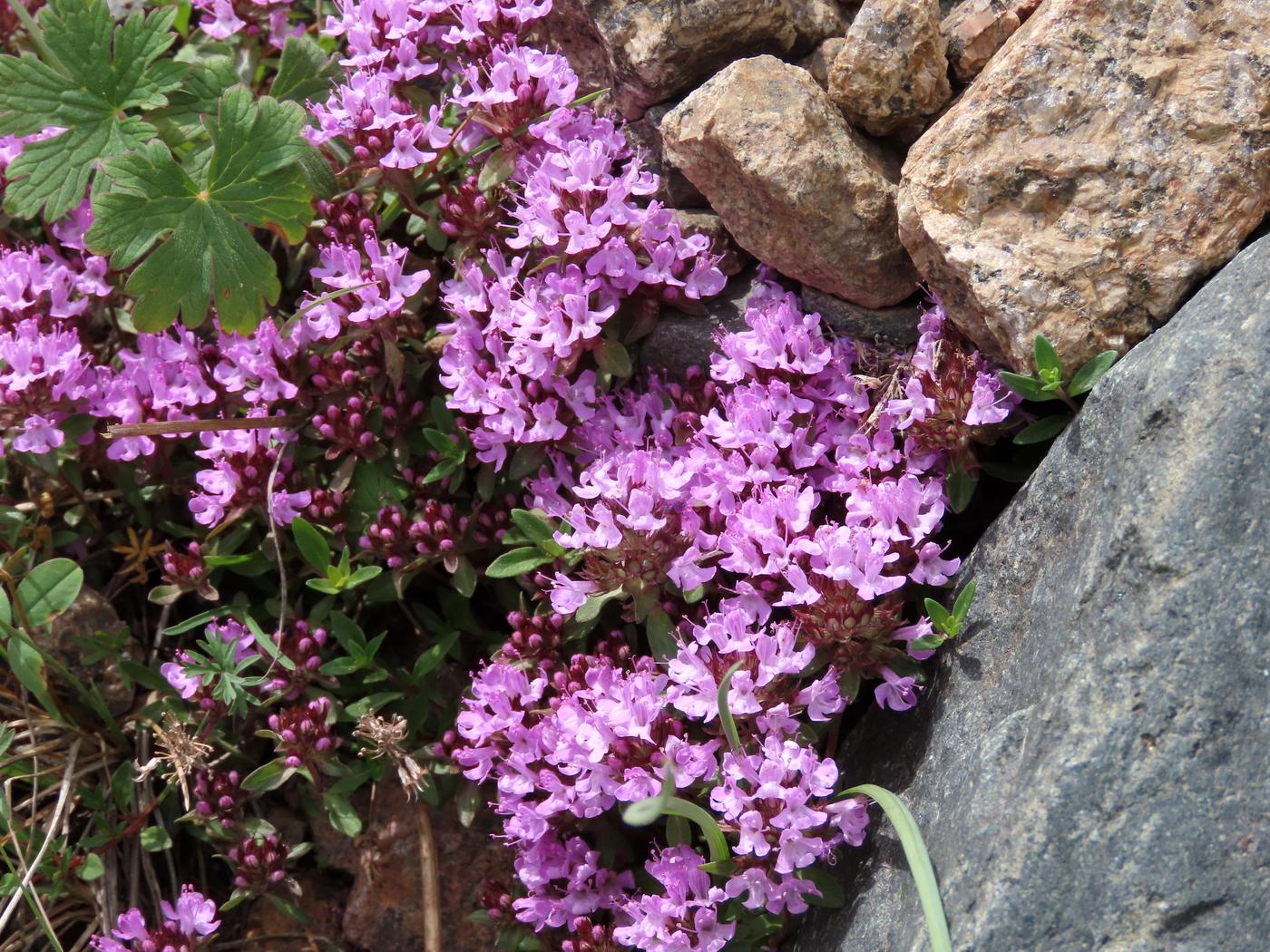 Изображение особи Thymus seravschanicus.