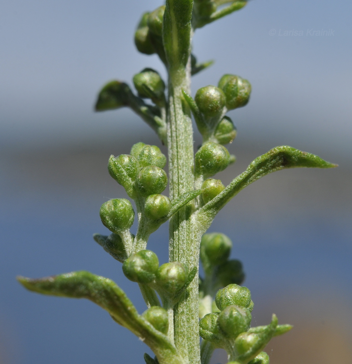 Image of Artemisia laciniata specimen.