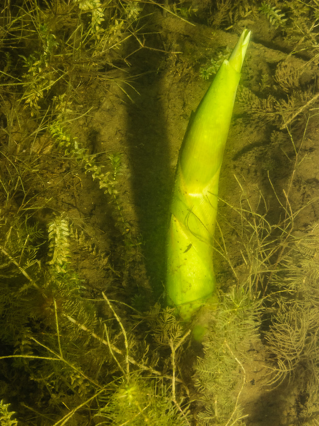 Image of Phragmites australis specimen.