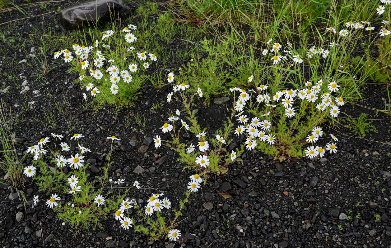 Image of Tripleurospermum subpolare specimen.