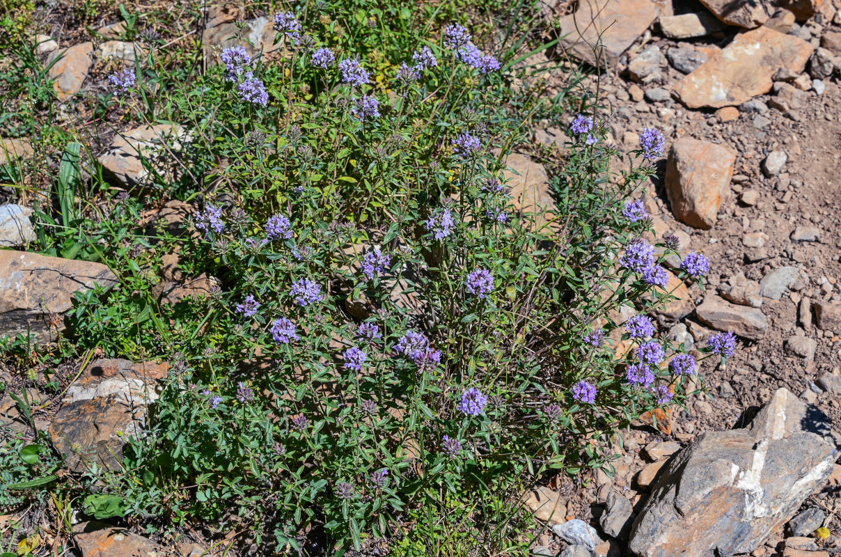 Изображение особи Ziziphora clinopodioides.