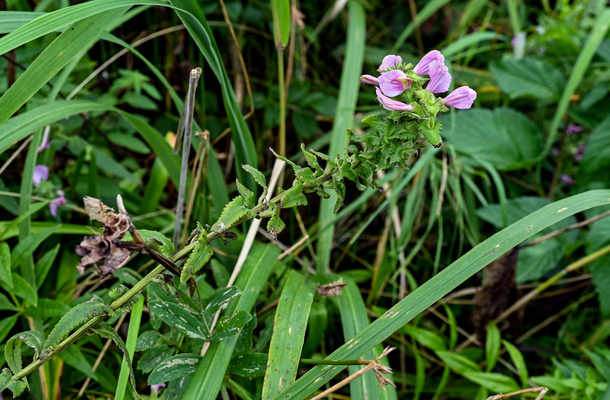 Image of Pedicularis resupinata specimen.