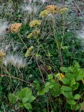 Ligusticum scoticum. Верхушка плодоносящего растения. Сахалин, Корсаковский гор. округ, окр. с. Новиково, окраина каменисто-песчаного пляжа с Hordeum jubatum и Trifolium. 15.08.2022.