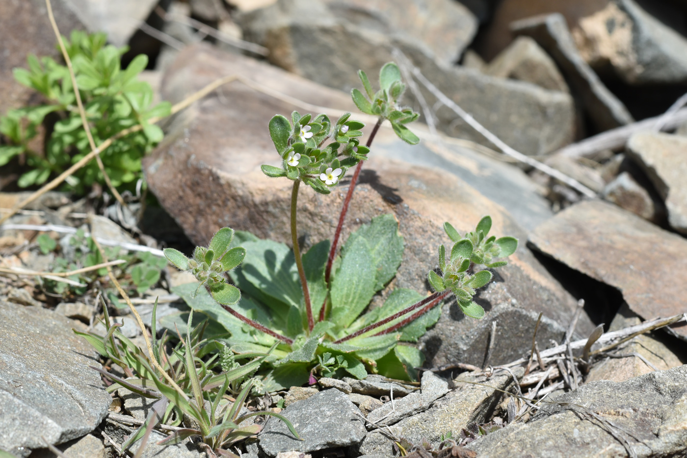 Image of Androsace maxima specimen.