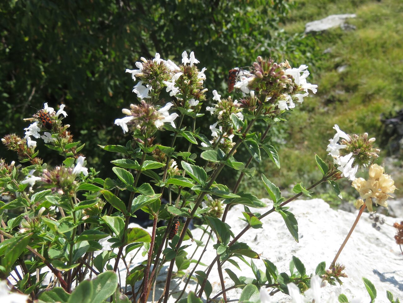 Image of Clinopodium frivaldszkyanum specimen.