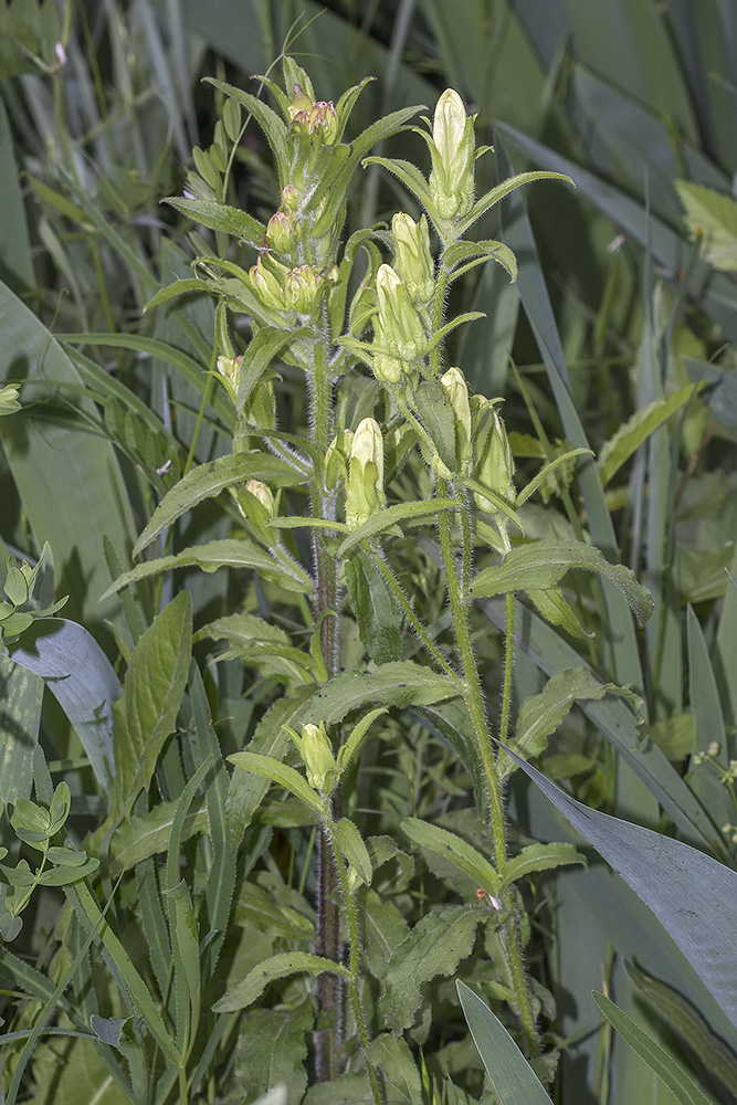 Image of Campanula medium specimen.