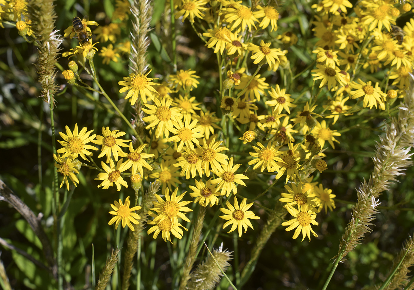 Изображение особи Senecio pterophorus.