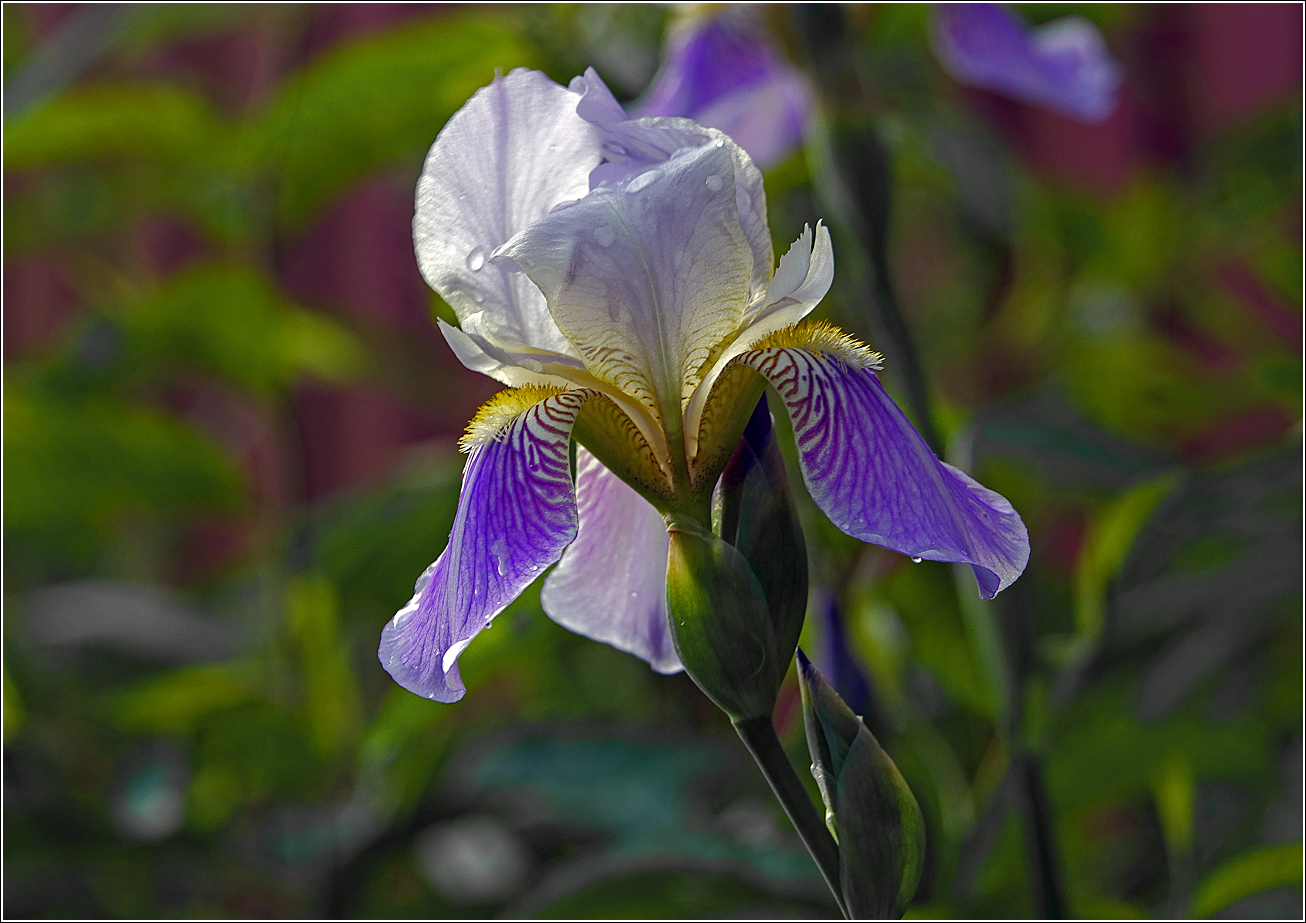 Image of Iris &times; hybrida specimen.