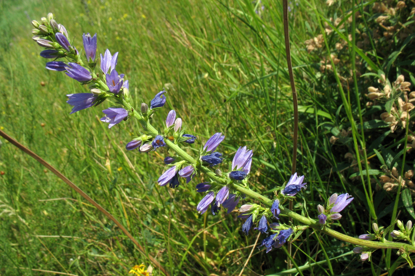 Image of Campanula bononiensis specimen.