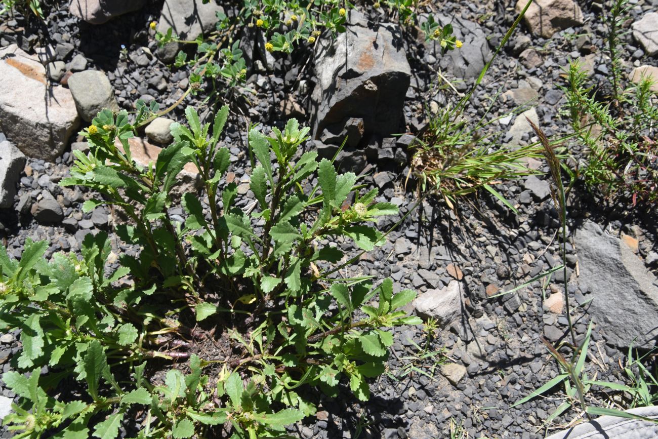 Image of genus Leucanthemum specimen.