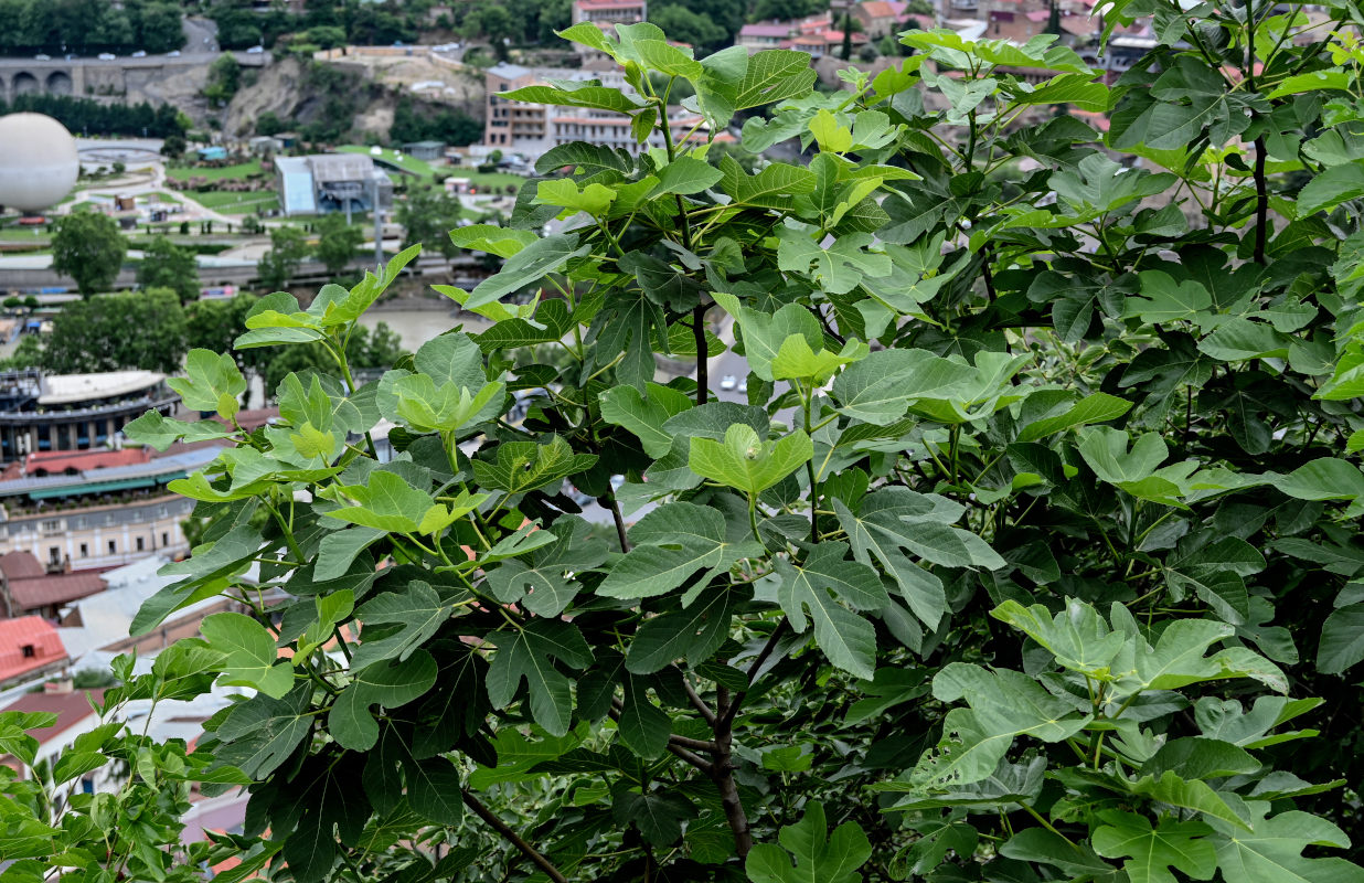 Image of Ficus carica specimen.