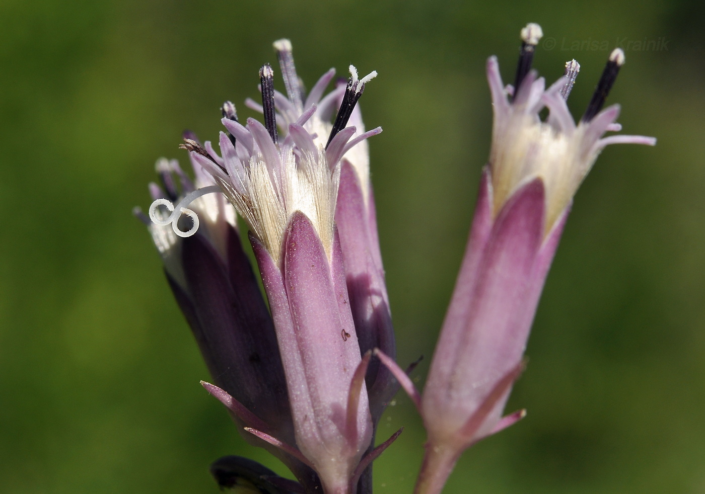 Изображение особи Syneilesis aconitifolia.