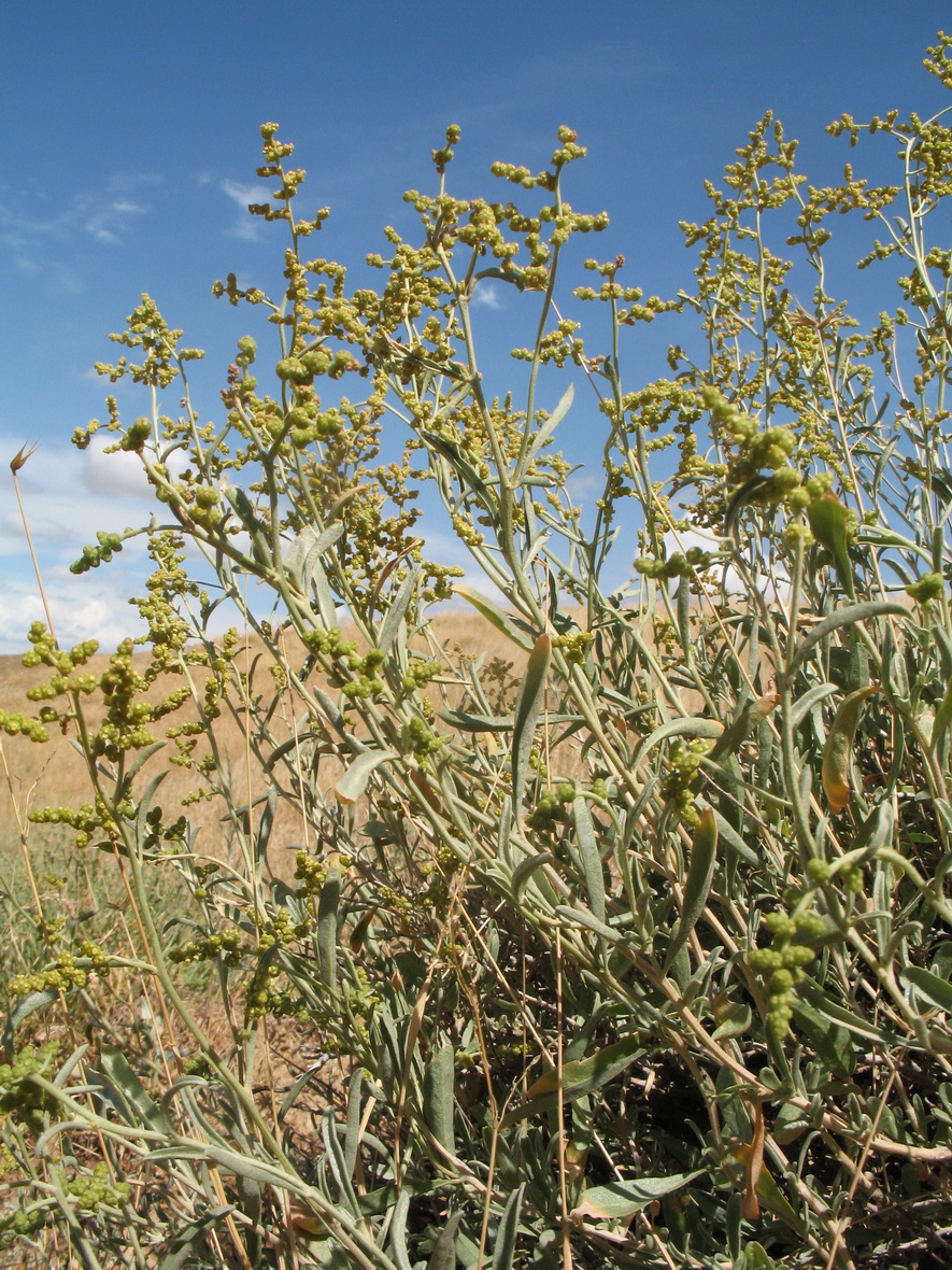 Image of Atriplex cana specimen.